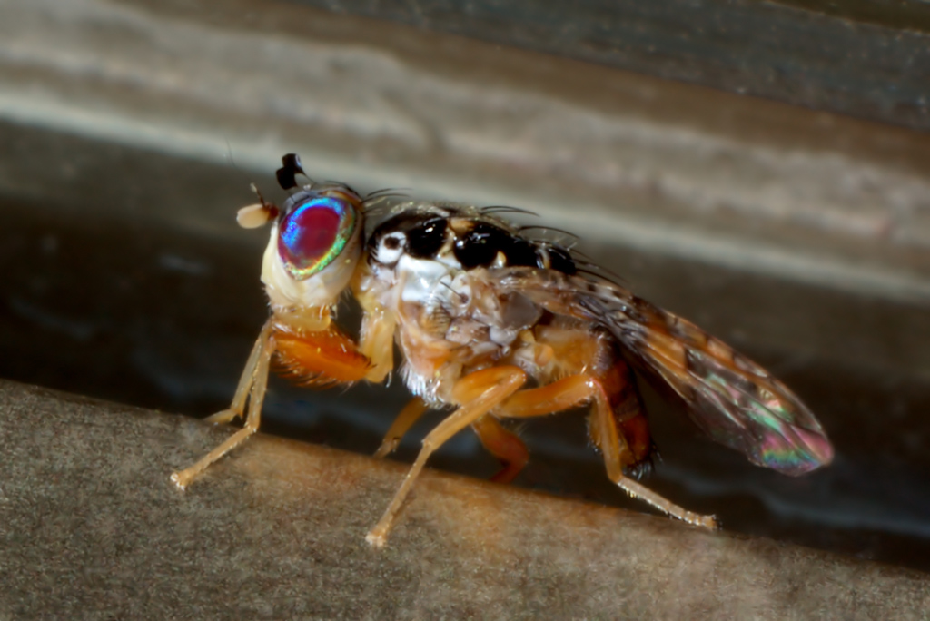 Ceratitis capitata